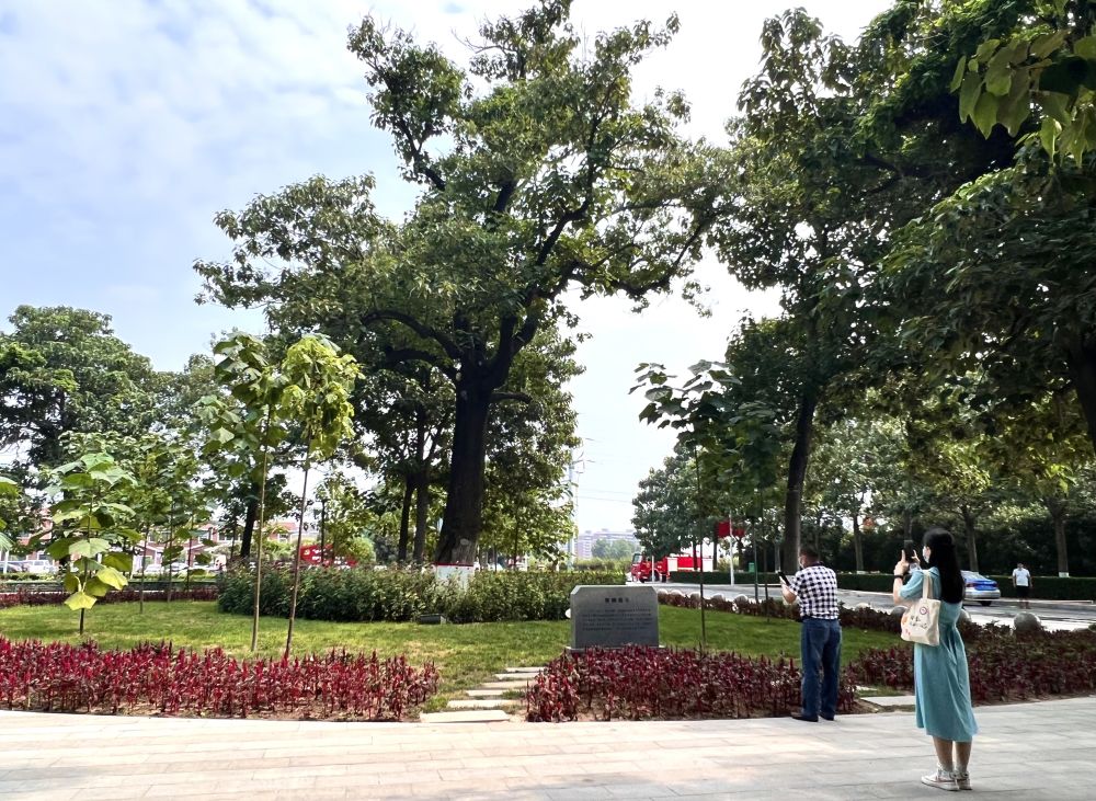 2022年8月15日,在河南省开封市兰考县焦裕禄干部学院门口,人们在“焦桐”下参观。.jpg 2022年8月15日,在河南省开封市兰考县焦裕禄干部学院门口,人们在“焦桐”下参观。.jpg